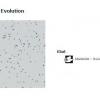 28 Tapiflex Evolution